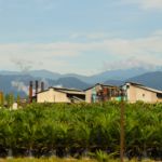 Palm Oil