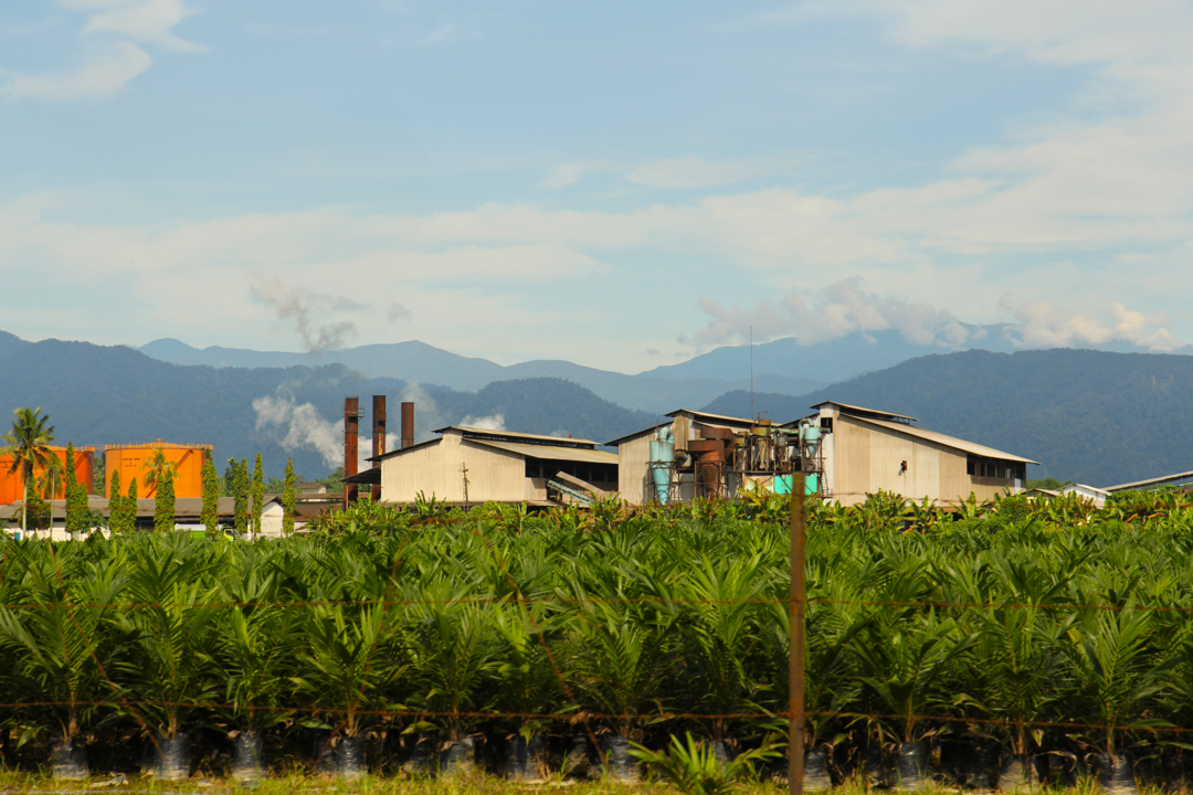 Palm Oil